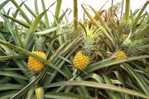 pineapple07-min